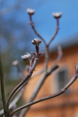Cornus florida 'Cherokkee Chief' - dřín květnantý - pupeny